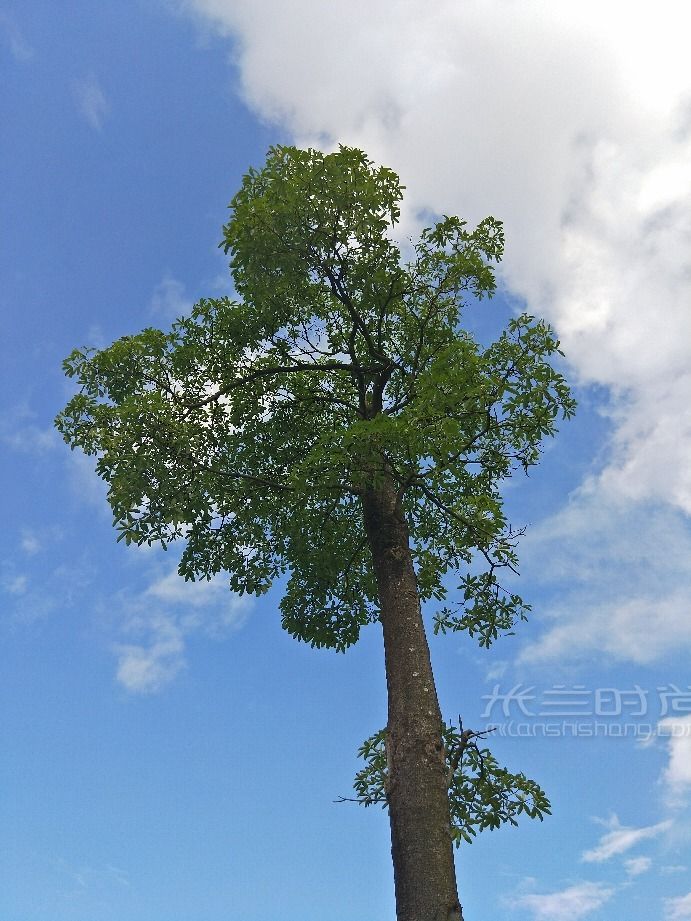 英语 法语名 苏格兰植树节去哪玩_5